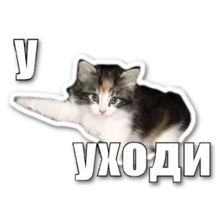 🐱 У 
УХОДИ mèo, mèo con, động vật, tiếng Nga, chữ telegram sticker