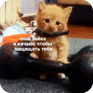 🫥 знай зайка я качаюсь чтобы защищать тебя kitten, cat, workout, dumbbell, cute, funny, strength telegram sticker