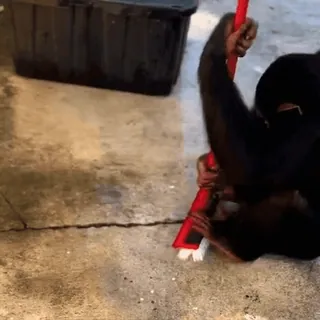 🧹 chimpanzee, animal, cleaning, broom, ape, primate whatsapp sticker