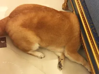 🛋 chien, shiba inu, animal, animal de compagnie, animal domestique, couché telegram sticker