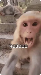 😲 ЧОВООО macaco, animal, engraçado, macaco, primate whatsapp sticker