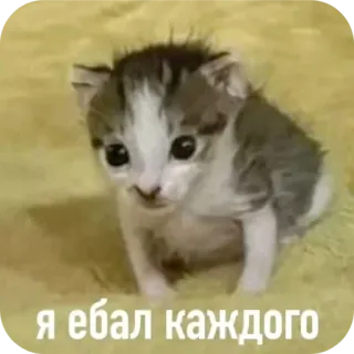 🐱 я ебал каждого chaton, chat, offensant, russe, animal, animal de compagnie telegram sticker