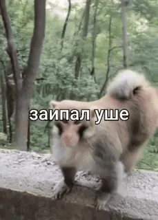 😜 заипал уше ลิง, สัตว์, ป่า, ข้อความ, ธรรมชาติ telegram sticker