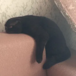 😿 gato, animal, animal de estimação, animal doméstico, gato preto, preguiçoso, relaxado whatsapp sticker