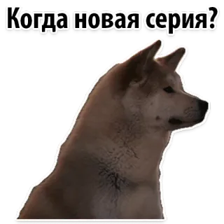☺️ Когда новая серия? dog, akita, question, series, russian telegram sticker