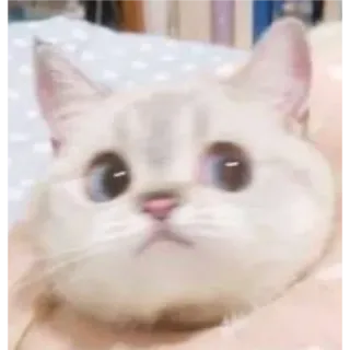 🎀 고양이, 동물, 애완 동물, 귀여운, 새끼 고양이, 고양이과, 집고양이 whatsapp sticker