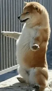 😏 chien, animal, shiba inu, mignon, animal de compagnie telegram sticker