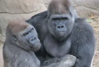 🤨 Gorilla, Animali, Fauna selvatica, Mammiferi, Scimmie antropomorfe, Zoo telegram sticker