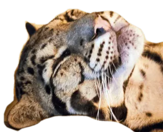 💤 Schneeleopard, Tier, Wildtier, Katze, Großkatze, Säugetier telegram sticker