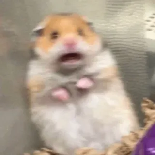 😧 hamster, bang, geschrokken, dier, knaagdier, schattig telegram sticker
