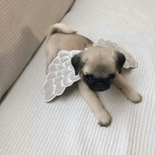 😔 Mops, Hund, Flügel, Engel, Haustier, Welpe, süß, Tier whatsapp sticker