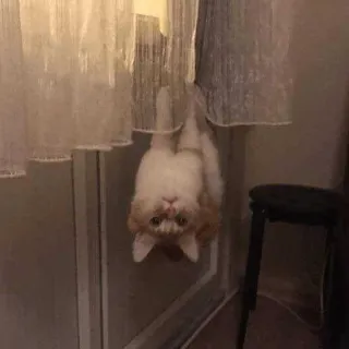 🙃 cat, kitten, hanging, curtain, cute, animal, pet telegram sticker