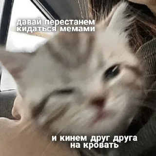 😘 давай перестанем кидаться мемами и кинем друг друга на кровать แมว, มีม, รัสเซีย, สัตว์, ตลก telegram sticker
