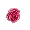 🌹