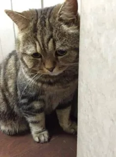 😢 gatto, triste, animale domestico, animale, gatto domestico, tigrato telegram sticker