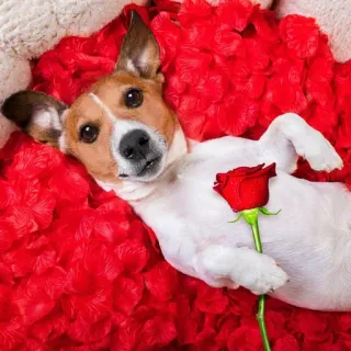 🐕 cão, rosa, vermelho, flor, animal de estimação, animal, jack russell telegram sticker