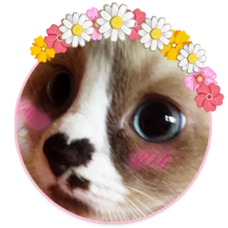 ❤️ gato, lindo, animal, mascota, margarita, flores, rubor telegram sticker