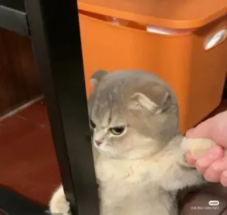 😿 кот, милый, злой, смешной, мем, питомец, животное whatsapp sticker