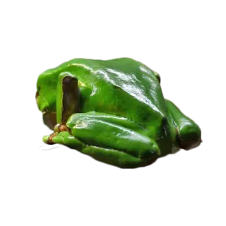 🐸 カエル, 緑, 動物, 自然, 両生類, 野生動物 telegram sticker