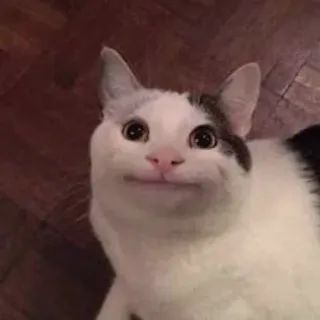😐 Katze, Tier, Haustier, Meme, Beluga Katze telegram sticker