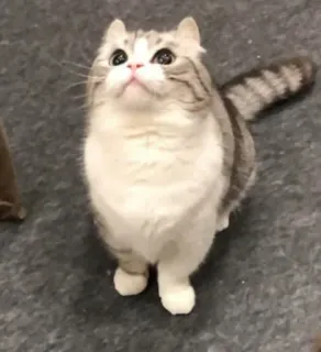 ☺️ cat, cute, animal, kitten, pet whatsapp sticker