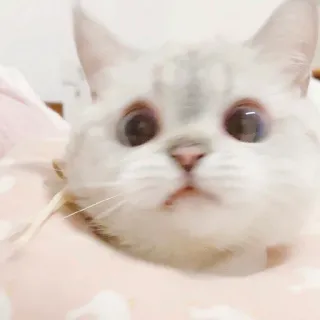 🧸 gatto, animale, carino, animale domestico, gattino, gatto bianco telegram sticker