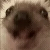 🦔