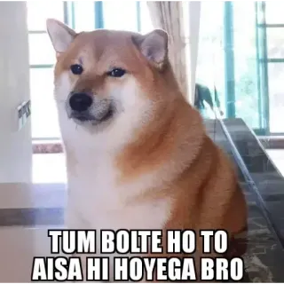 🤔 TUM BOLTE HO TO
 AISA HI HOYEGA BRO chó, meme, tiếng Hindi, văn bản telegram sticker