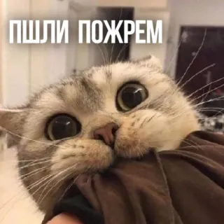 😋 ПШЛИ ПОЖРЕМ แมว, กิน, ตลก, มีม, สัตว์ telegram sticker