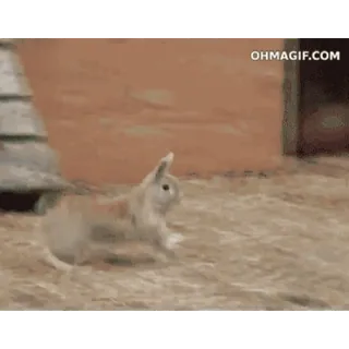 😡 conejo, animal, corriendo, lindo, conejito whatsapp sticker