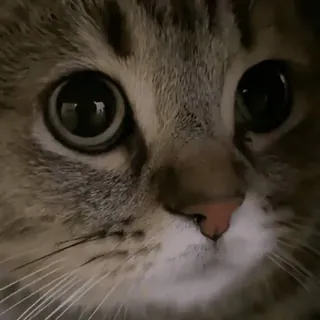 🙀 gato, gatito, mascota, animal, lindo, ojos, felino, mamífero telegram sticker