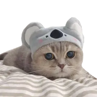 😸 kot, koala, zwierzę, słodki, kapelusz, zwierzę domowe, kot domowy telegram sticker