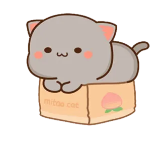 😐 mitao cat 猫, かわいい, ステッカー, 動物, mitao, 子猫, ボックス whatsapp sticker