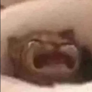 😼 crying, emotional, distressed, sad whatsapp sticker