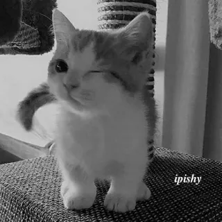 🕸 ipishy 猫, 动物, 小猫, 可爱, 宠物, 家养, 猫科 telegram sticker