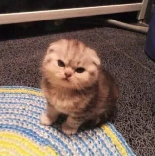 💈 Katze, Kätzchen, süß, Haustier, Tier, Scottish Fold telegram sticker