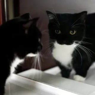 🐾 Katze, Spiegel, Spiegelung, Schwarzweiß, Tier, Haustier, Haustier telegram sticker