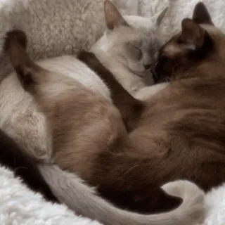 😽 chats, dormir, animaux, animaux de compagnie, mignon, chats siamois telegram sticker