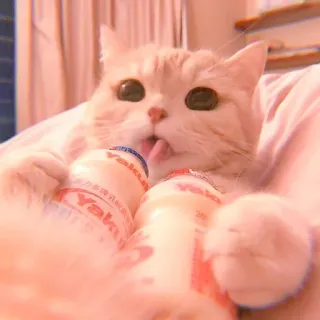 🥓 Yakult кот, Yakult, напиток, милый, язык, животное, напиток telegram sticker