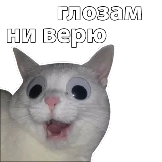 🙈 ГЛОЗАМ
НИ ВЕРЮ cat, funny, meme, googly eyes, Russian, sticker whatsapp sticker