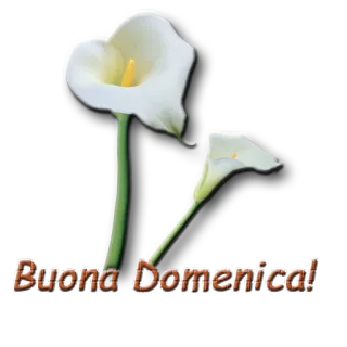 🌱 Buona Domenica! цветы, калла, воскресенье, приветствие, итальянский, хорошего воскресенья telegram sticker