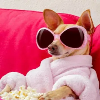 🐕 cachorro, chihuahua, óculos de sol, roupão, pipoca, relaxamento, fofo, animal telegram sticker