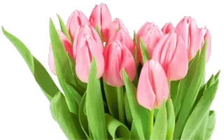 🌷 Tulpen, Blumen, rosa Blumen, Frühling, Strauß, floral whatsapp sticker
