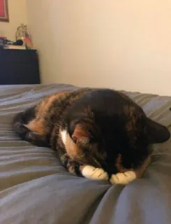 🌟 gato, tricolor, dormindo, animal, doméstico, animal de estimação telegram sticker