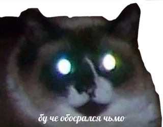 😈 бу че обосрался чьмо cat, meme, animal, funny, russian telegram sticker