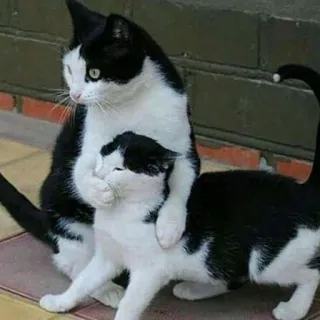 💓 gatti, bianco e nero, animali, carino, animale domestico, gattino telegram sticker