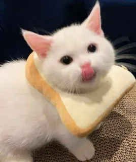 😛 cat, kitten, bread, cute, animal, white cat, pet telegram sticker