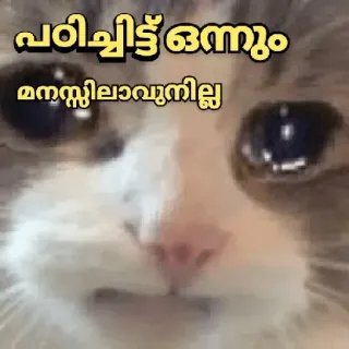 🥺 പരിചിട്ടിട്ട് ഒന്നും മനസ്റ്റിലാവുന്നില്ല cat, sad, meme, funny, malayalam telegram sticker