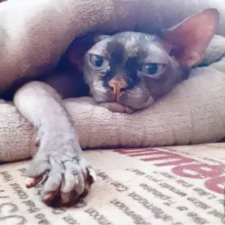 😕 gatto, sphynx, animale domestico, animale, senza pelo telegram sticker