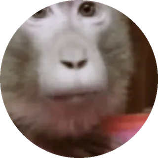 🌟 Affe, Tier, Affe, Primaten, Säugetier, Wildtier, Porträt, Gesicht telegram sticker